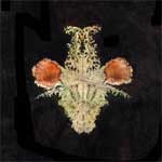 �������� �����