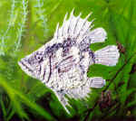 "�����". �., �����.