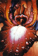  �������� ���� 1996. 69,5: 50 ��. �����, �����. ������� ���������. ������������. ������.